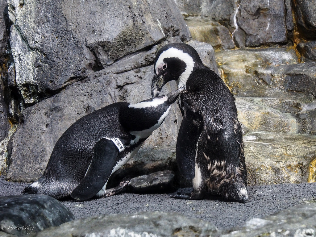 Monterey Bay Aquarium