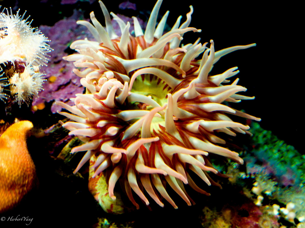 Monterey Bay Aquarium