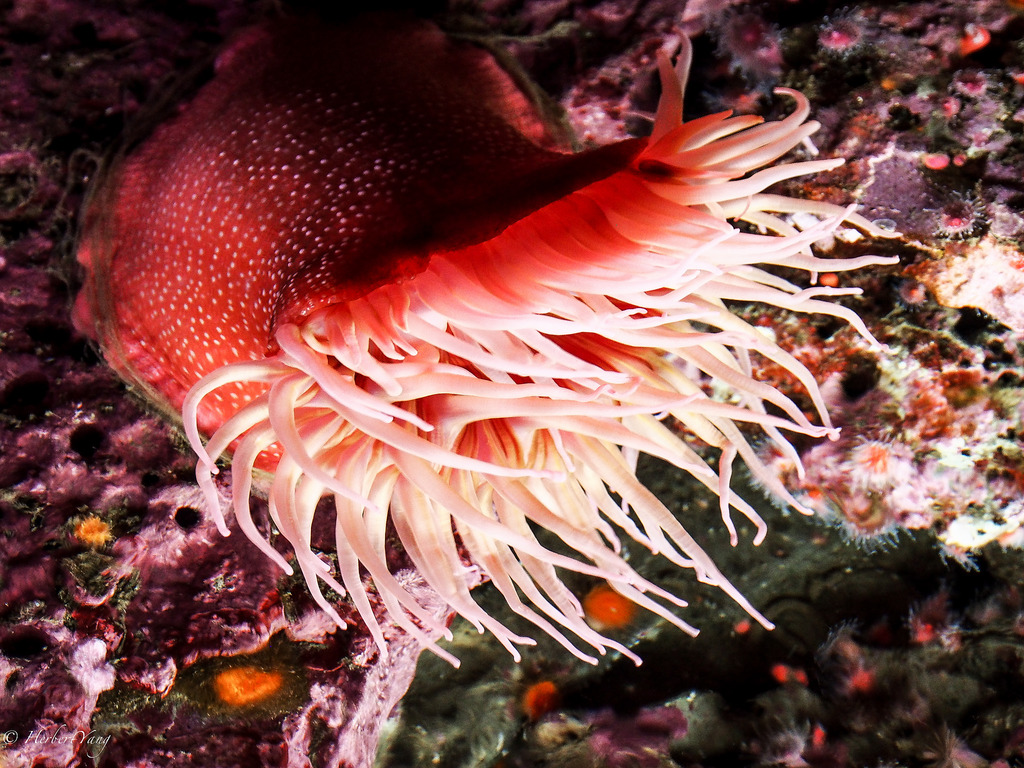 Monterey Bay Aquarium