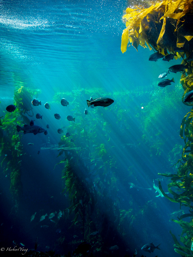 Monterey Bay Aquarium