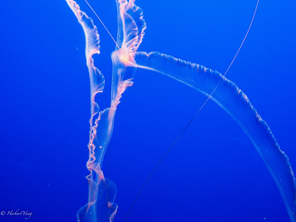 Monterey Bay Aquarium Jelly Fish