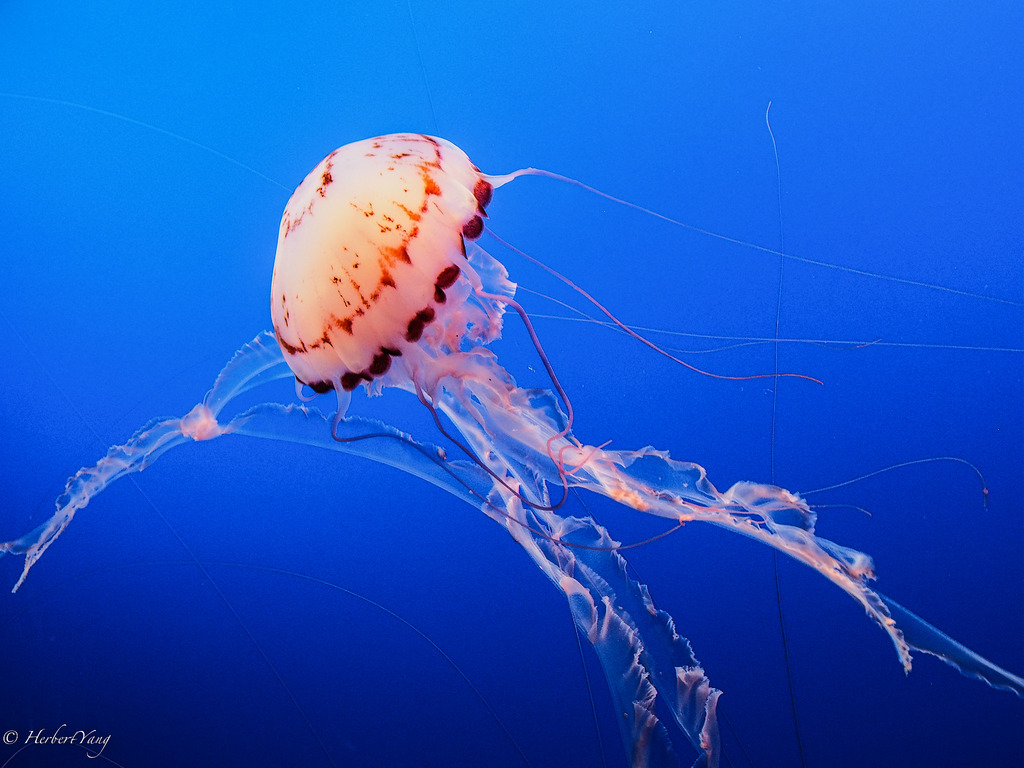 Monterey Bay Aquarium Jelly Fish