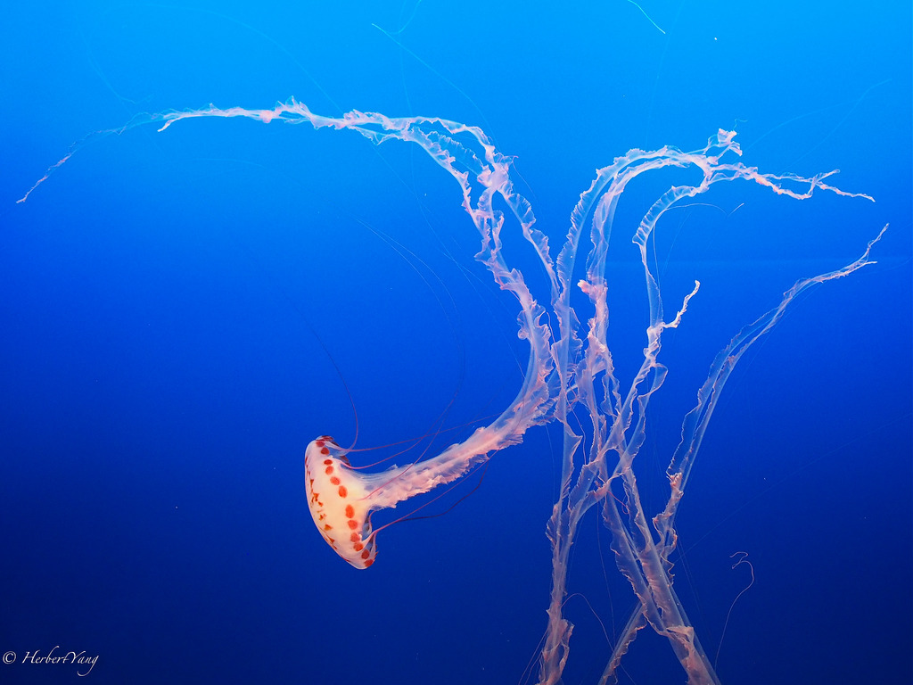 Monterey Bay Aquarium Jelly Fish