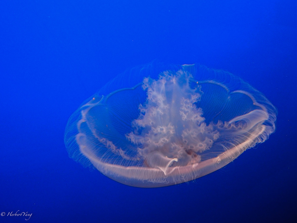 Monterey Bay Aquarium Jelly Fish