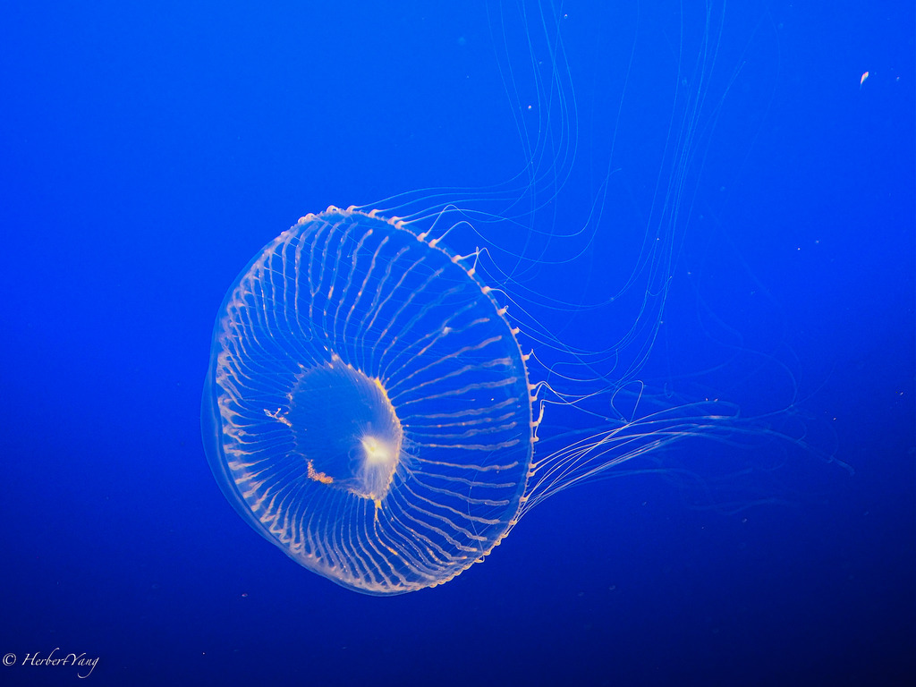 Monterey Bay Aquarium Jelly Fish