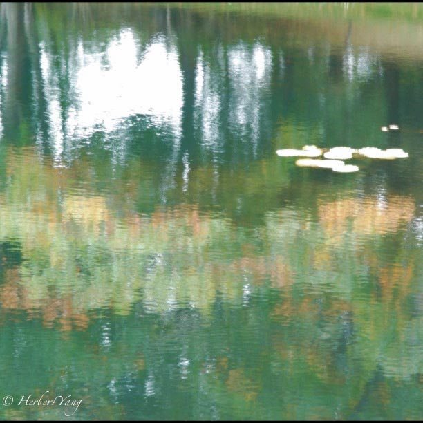 Water Lilies by Claude Monet