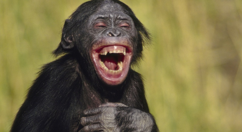 laughing monkey