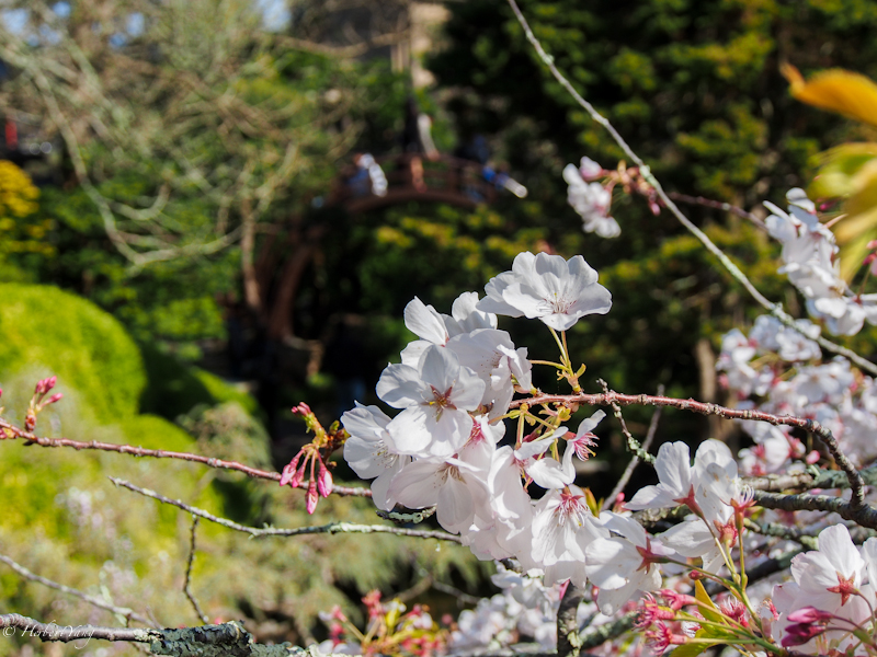 Japanese Tea Garden